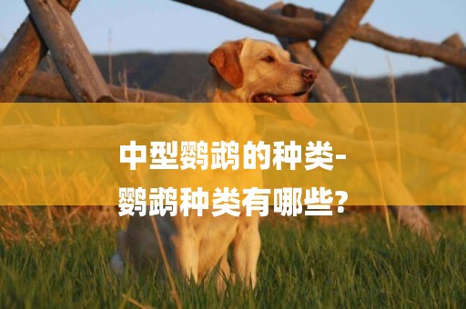 中型鸚鵡的種類-
鸚鵡種類有哪些?
