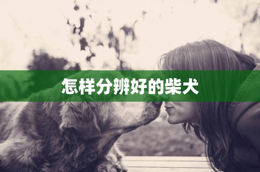怎樣分辨好的柴犬