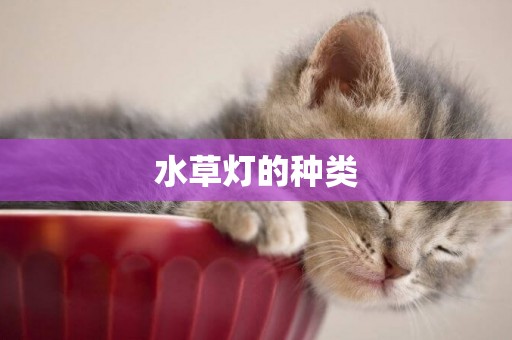 水草燈的種類