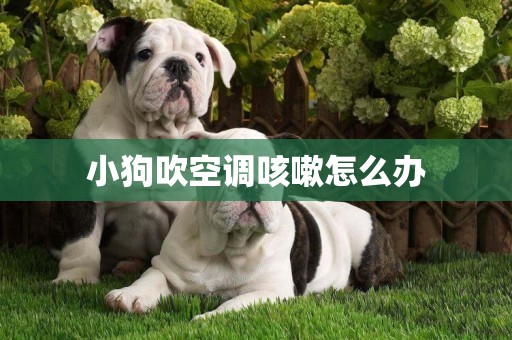 小狗吹空調咳嗽怎么辦