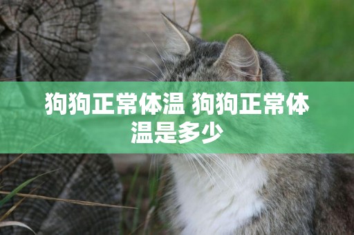 狗狗正常體溫 狗狗正常體溫是多少
