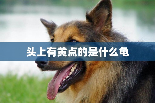 頭上有黃點的是什么龜