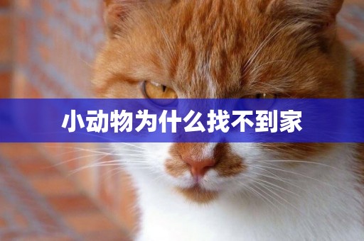 小動物為什么找不到家