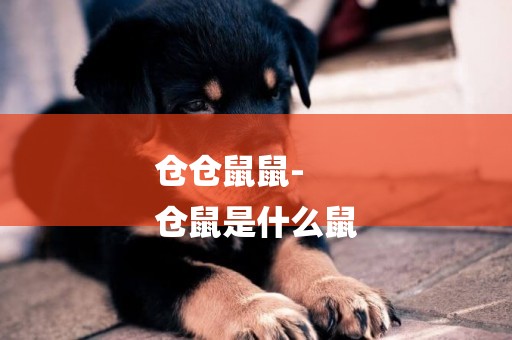 倉倉鼠鼠-
倉鼠是什么鼠