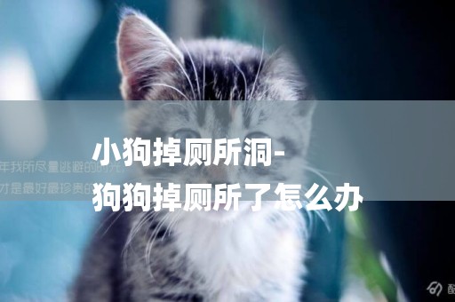 小狗掉廁所洞-
狗狗掉廁所了怎么辦