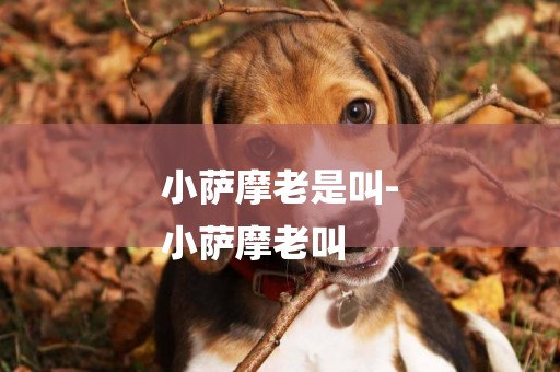 小薩摩老是叫-
小薩摩老叫