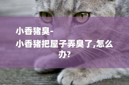 小香豬臭-
小香豬把屋子弄臭了,怎么辦?