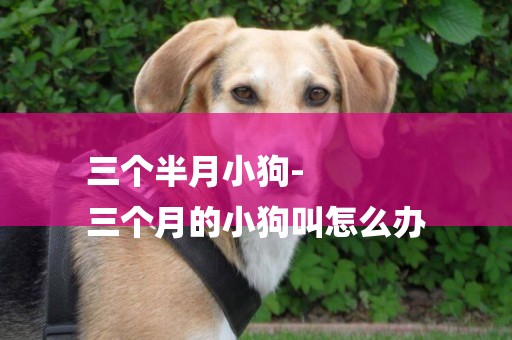 三個半月小狗-
三個月的小狗叫怎么辦
