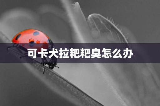可卡犬拉粑粑臭怎么辦