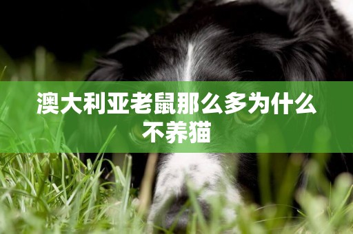 澳大利亞老鼠那么多為什么不養貓