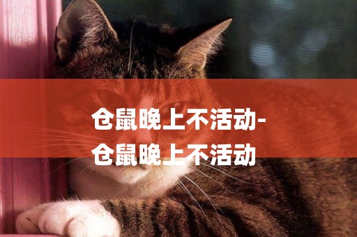 倉鼠晚上不活動-
倉鼠晚上不活動