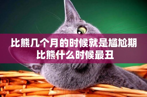 比熊幾個月的時候就是尷尬期 比熊什么時候最丑
