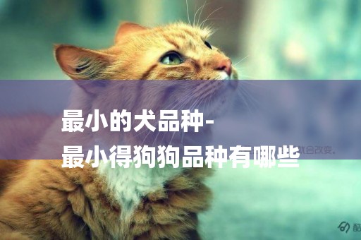 最小的犬品種-
最小得狗狗品種有哪些