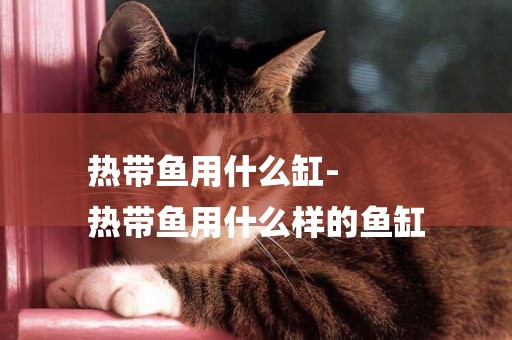 熱帶魚用什么缸-
熱帶魚用什么樣的魚缸