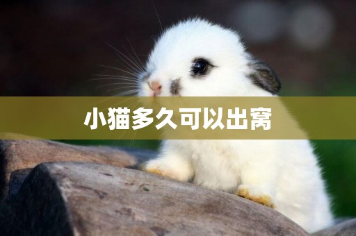 小貓多久可以出窩