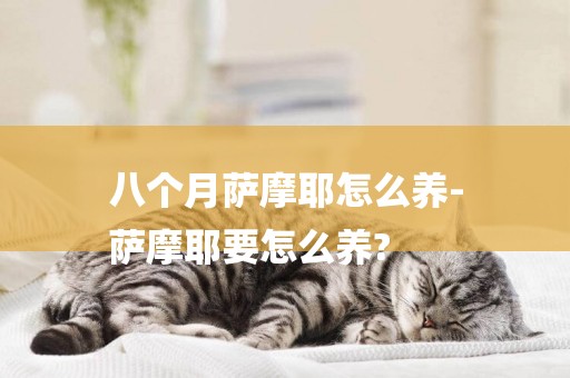 八個月薩摩耶怎么養-
薩摩耶要怎么養?