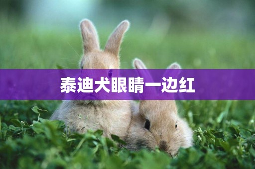 泰迪犬眼睛一邊紅