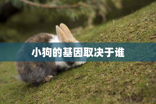 小狗的基因取決于誰