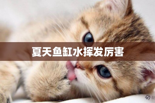 夏天魚缸水揮發厲害