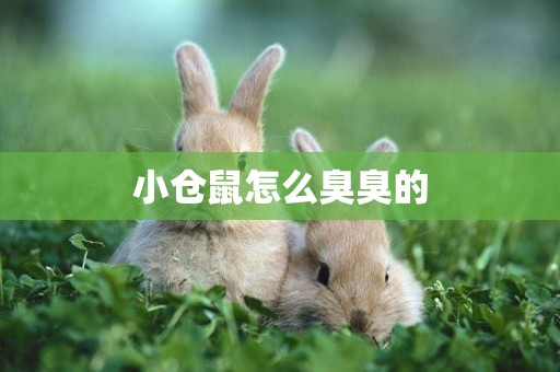 小倉鼠怎么臭臭的
