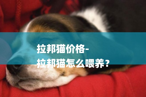 拉邦貓價格-
拉邦貓怎么喂養？