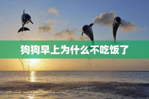 狗狗早上為什么不吃飯了
