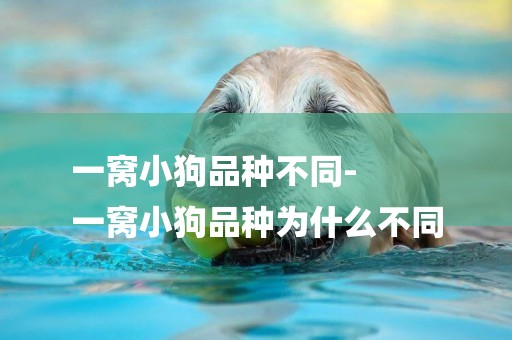 一窩小狗品種不同-
一窩小狗品種為什么不同