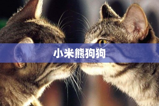 小米熊狗狗