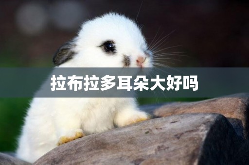 拉布拉多耳朵大好嗎