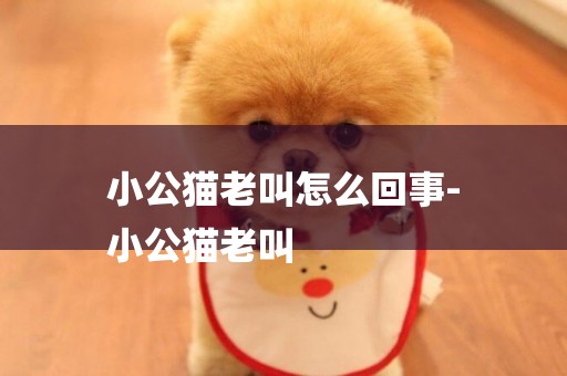 小公貓老叫怎么回事-
小公貓老叫
