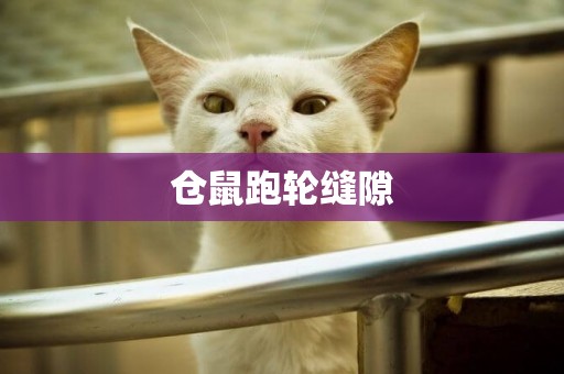 倉鼠跑輪縫隙