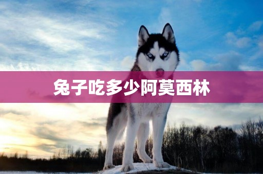 兔子吃多少阿莫西林