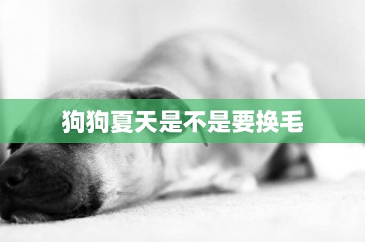狗狗夏天是不是要換毛