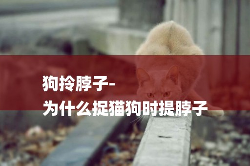 狗拎脖子-
為什么捉貓狗時提脖子