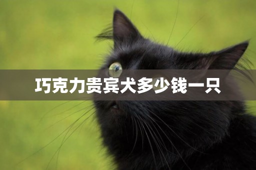 巧克力貴賓犬多少錢一只
