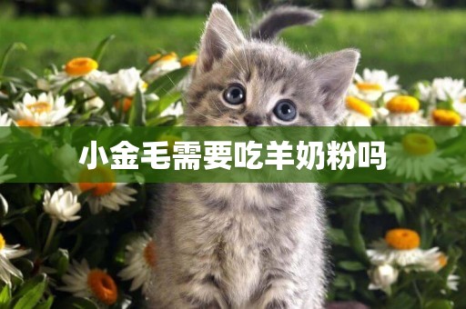 小金毛需要吃羊奶粉嗎