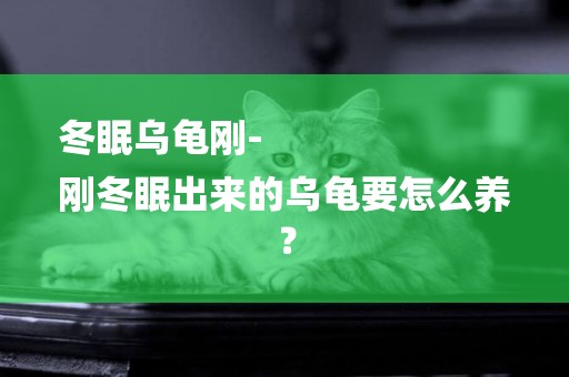 冬眠烏龜剛-
剛冬眠出來的烏龜要怎么養？