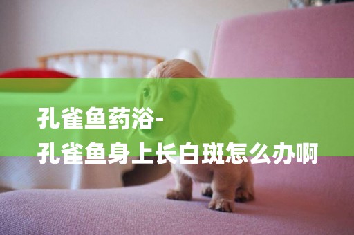 孔雀魚藥浴-
孔雀魚身上長白斑怎么辦啊