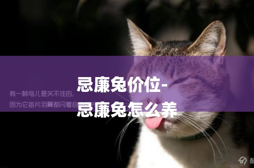 忌廉兔價位-
忌廉兔怎么養