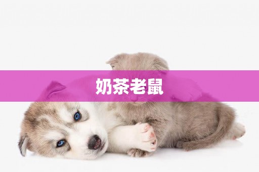 奶茶老鼠