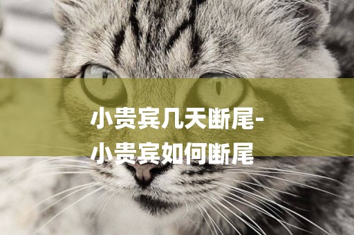 小貴賓幾天斷尾-
小貴賓如何斷尾