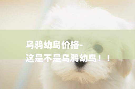 烏鴉幼鳥價格-
這是不是烏鴉幼鳥！！