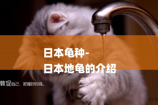 日本龜種-
日本地龜的介紹