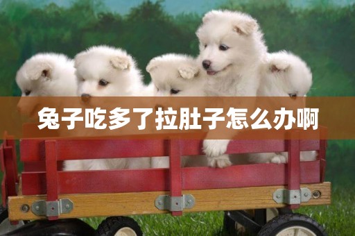 兔子吃多了拉肚子怎么辦啊