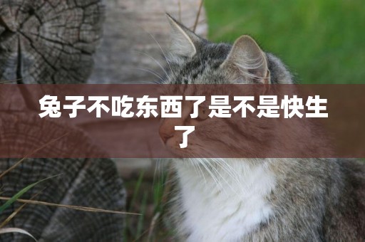 兔子不吃東西了是不是快生了