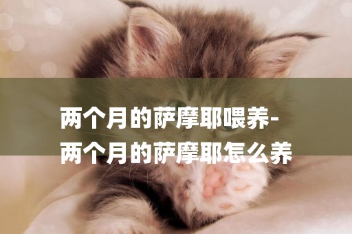 兩個月的薩摩耶喂養-
兩個月的薩摩耶怎么養