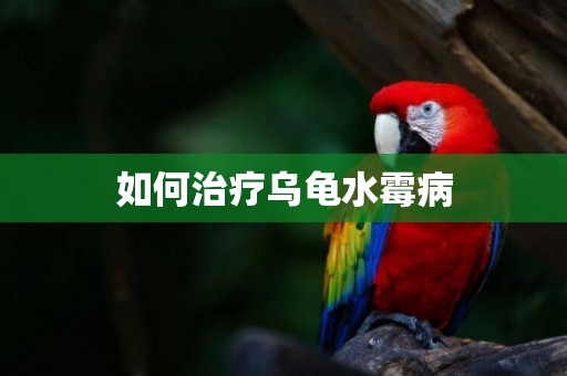 如何治療烏龜水霉病