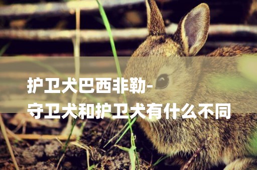 護衛犬巴西非勒-
守衛犬和護衛犬有什么不同