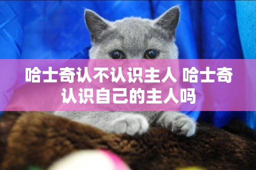 哈士奇認不認識主人 哈士奇認識自己的主人嗎