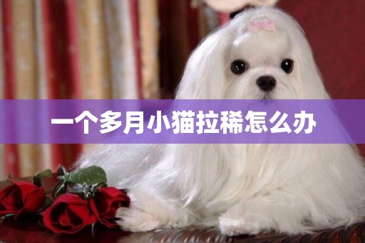 一個多月小貓拉稀怎么辦